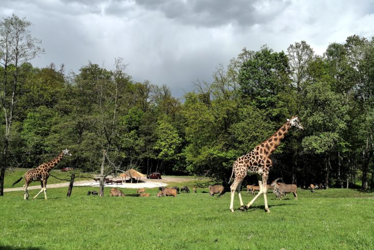 Zoo Dvůr Králové