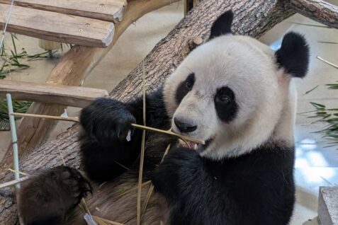 Za pandou do Vídně